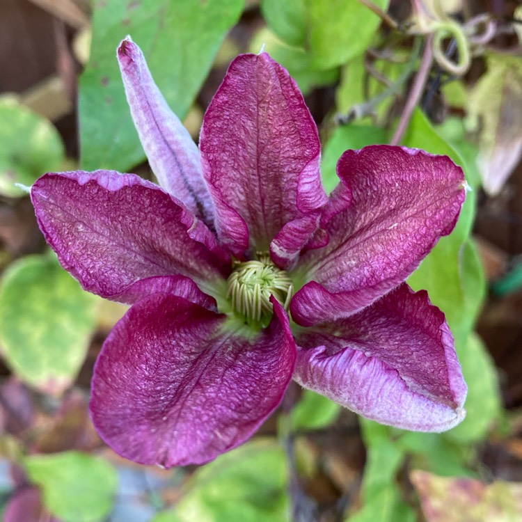 plant image 1413278