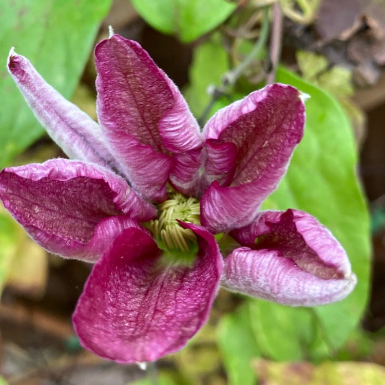 plant image 1414785