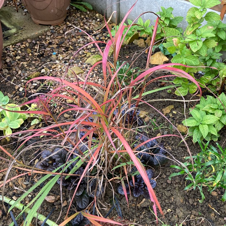 plant image 1416076