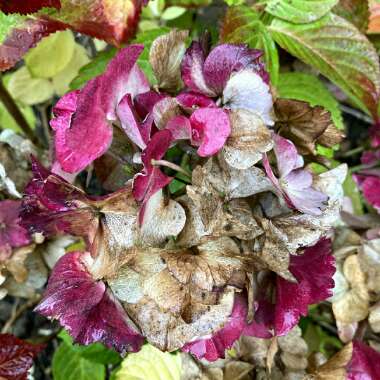Hydrangea macrophylla 'Altona'