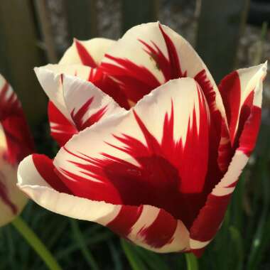Tulipa 'Grand Perfection'