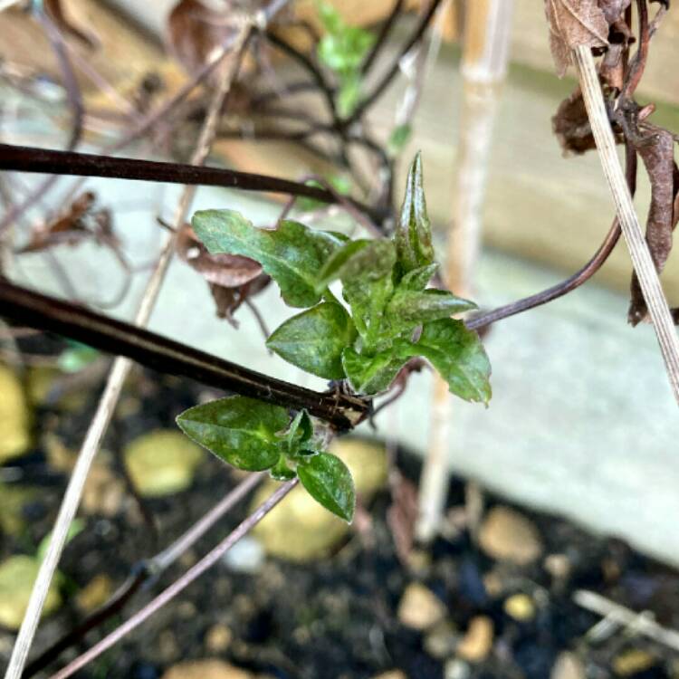 plant image 1429736