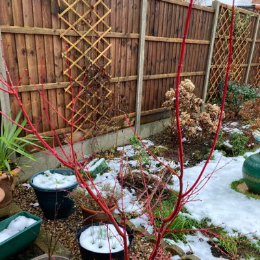 Acer palmatum 'Sango-Kaku'