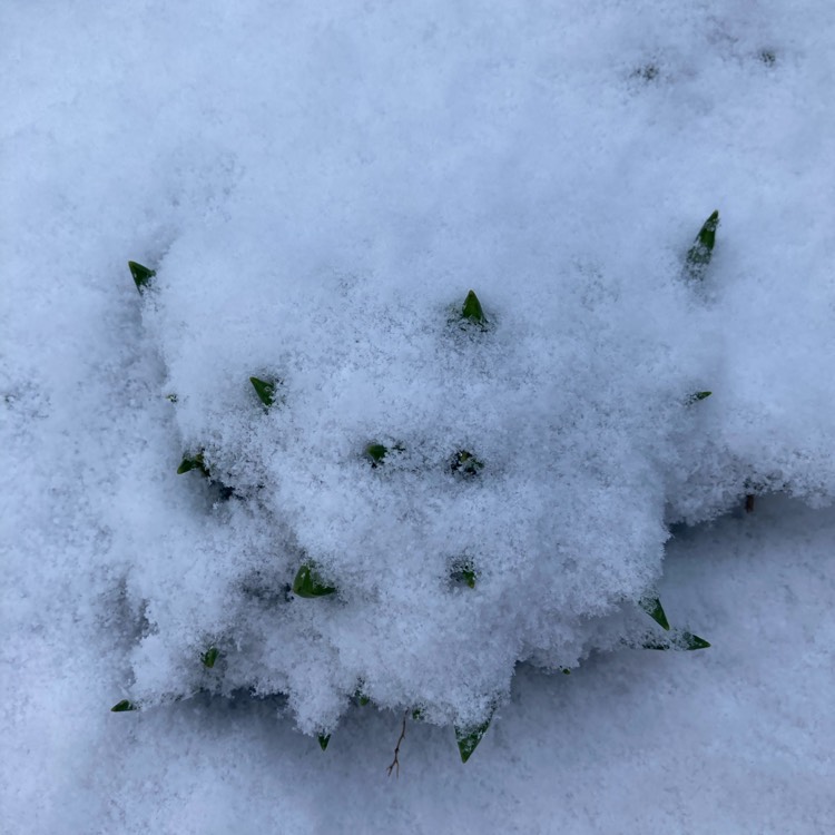 plant image 1439415
