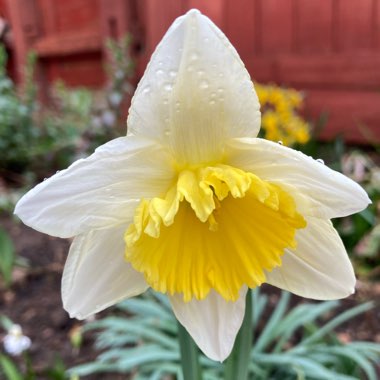 Narcissus 'Ice Follies'