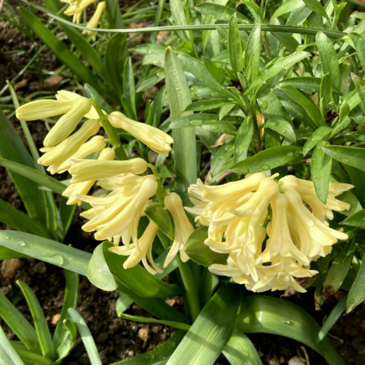 plant image 1454855
