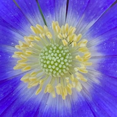 Anemone blanda 'Blue Shades'