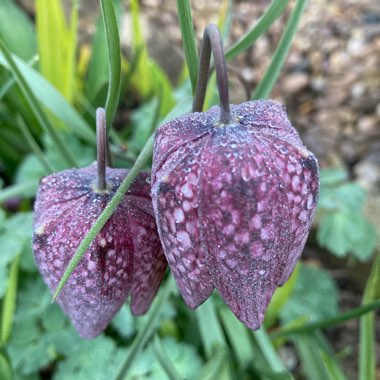 Fritillaria meleagris