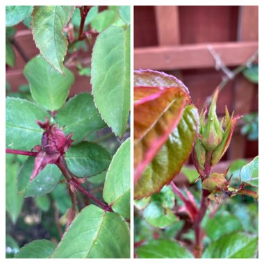 Rosa 'Zephirine Drouhin'