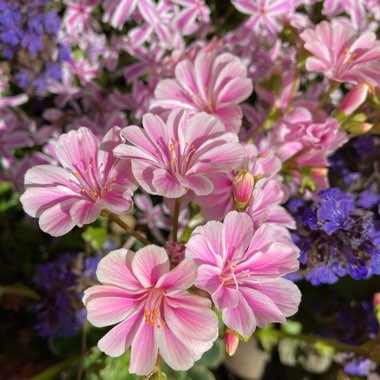 Lewisia Cotyledon