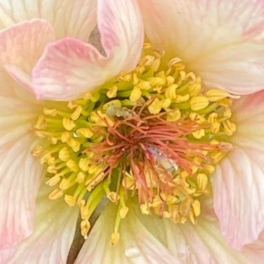 Geum 'Cosmopolitan'