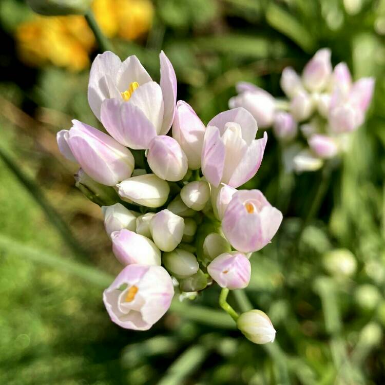 plant image 1488154 plant image 1488154