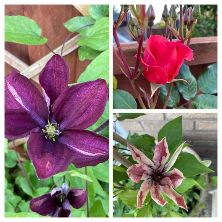 plant image 1488567