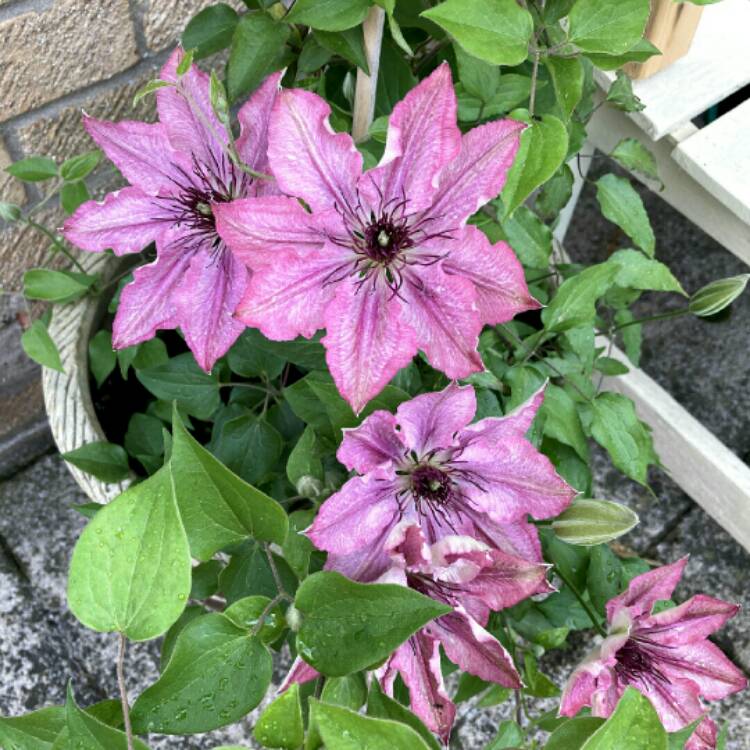 plant image 1491399 plant image 1491399