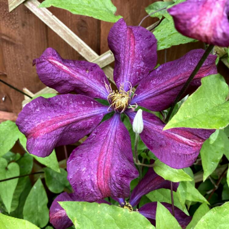 plant image 1491405