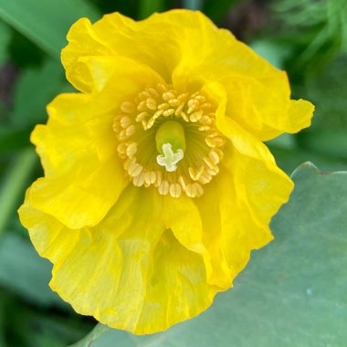 Meconopsis cambrica