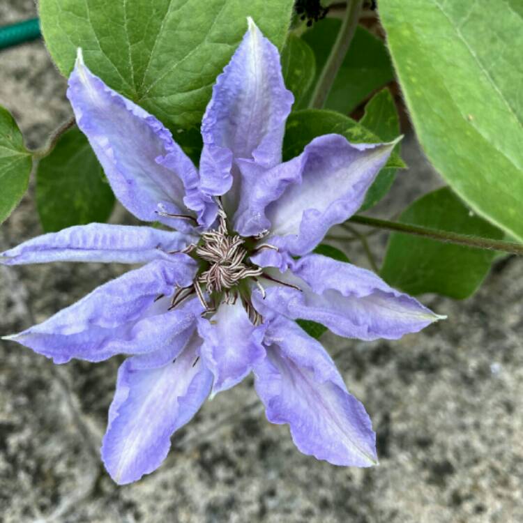 plant image 1496533 plant image 1496533