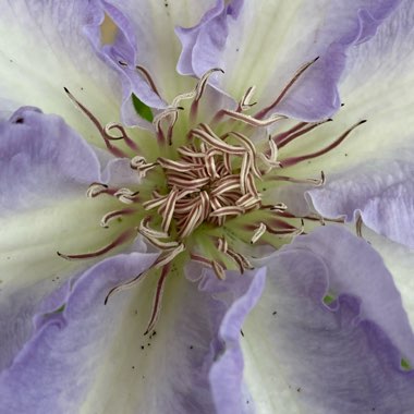 Clematis 'Tranquilite'™ evipo111