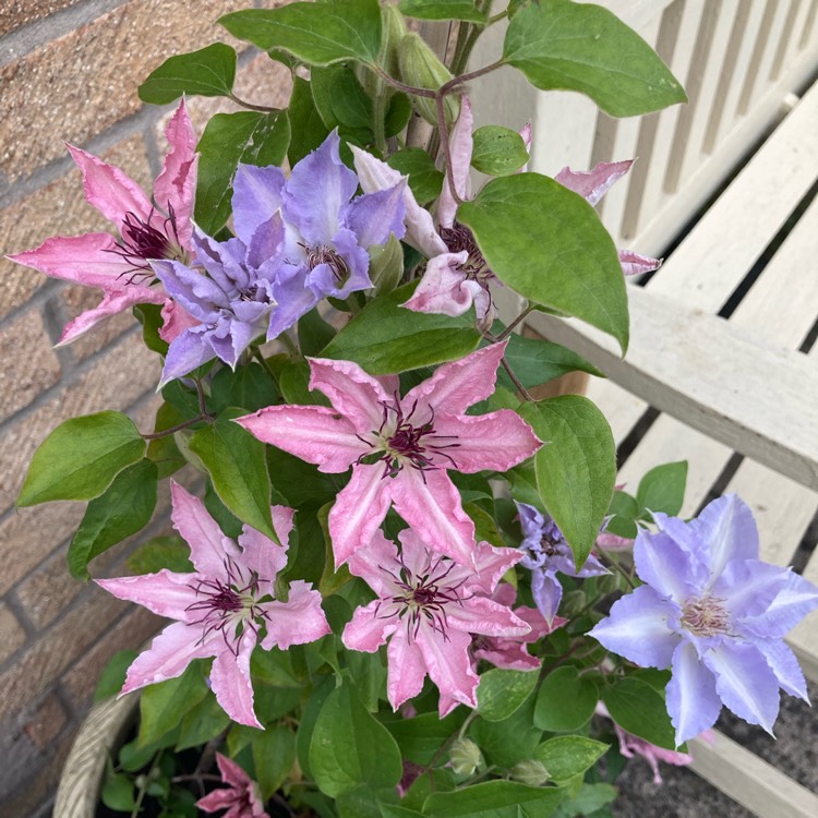 plant image 1500279 plant image 1500279