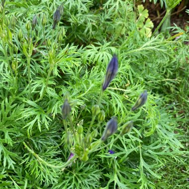 Triteleia 'Queen Fabiola' syn. Brodiaea 'Queen Fabiola'