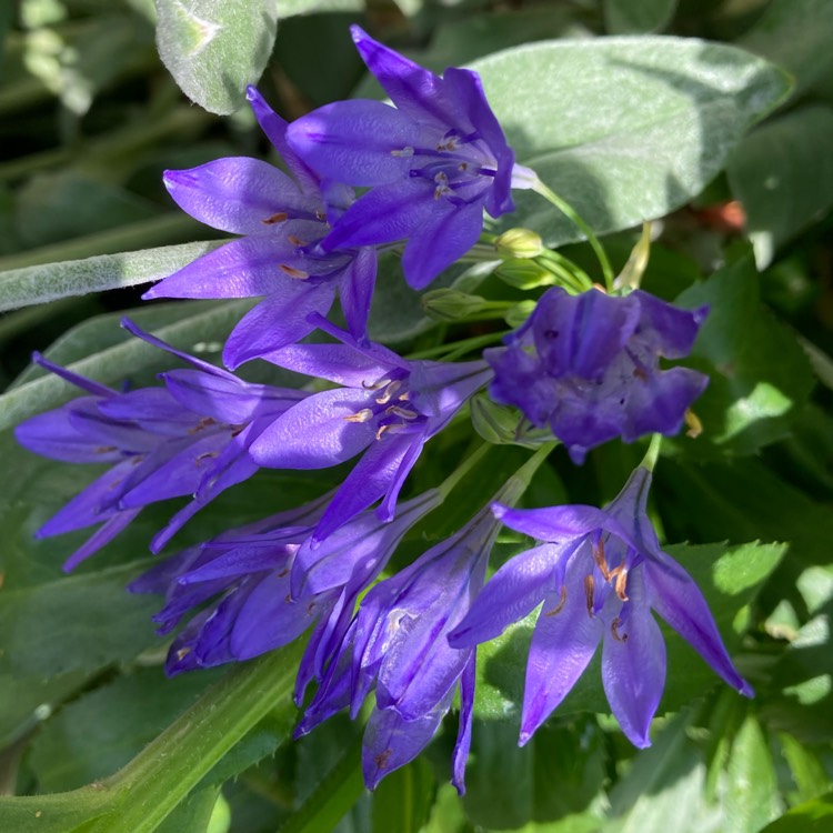 plant image 1506667 plant image 1506667