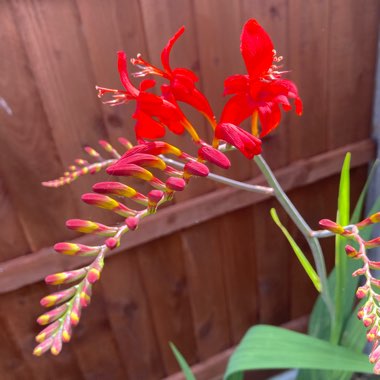 Crocosmia 'Lucifer'