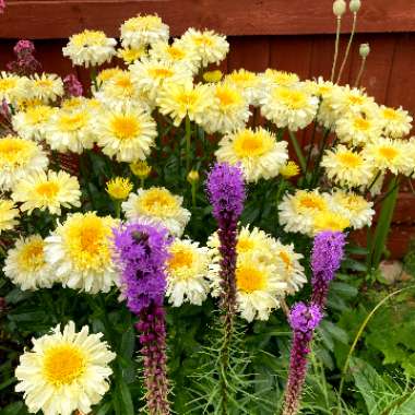 Leucanthemum x superbum 'Real Charmer'