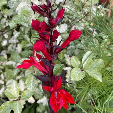 Lobelia cardinalis 'Queen Victoria'