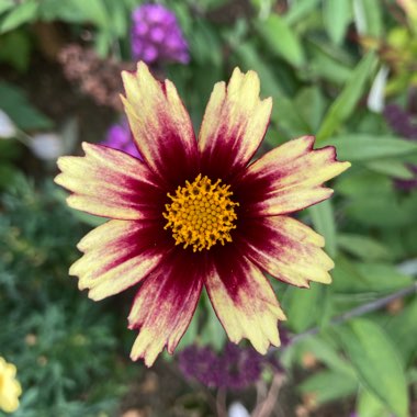 Coreopsis 
