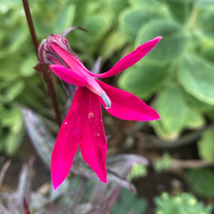 plant image 1537420