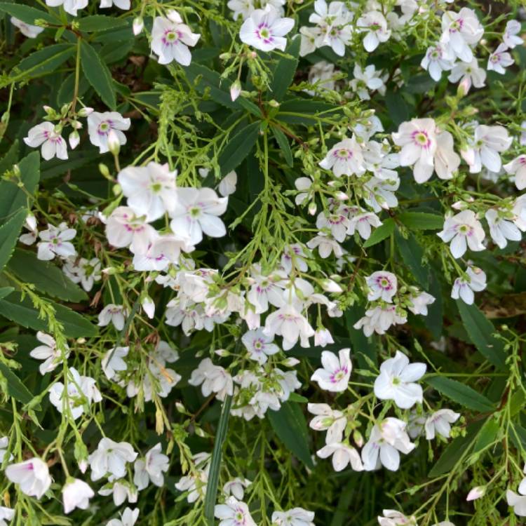 plant image 1539336 plant image 1539336