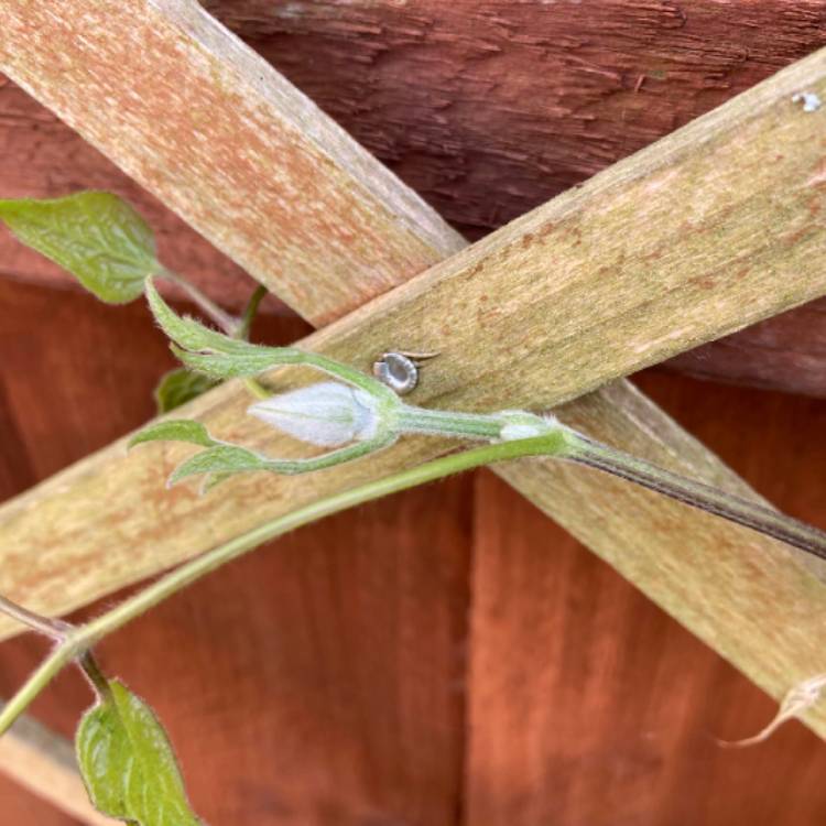 plant image 1539580