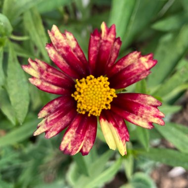Coreopsis 