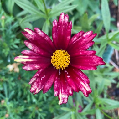 Coreopsis 