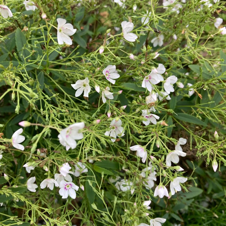 plant image 1549911 plant image 1549911