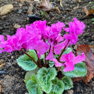 Cyclamen