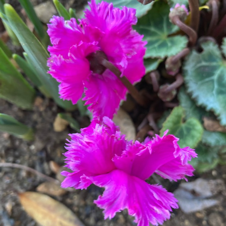 plant image 1557731 plant image 1557731