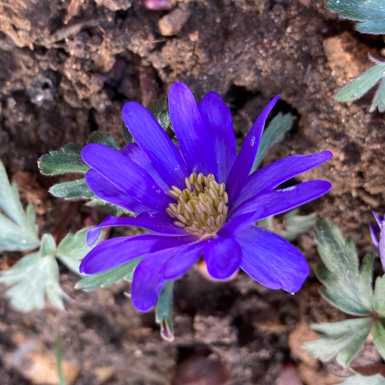 plant image 1561865