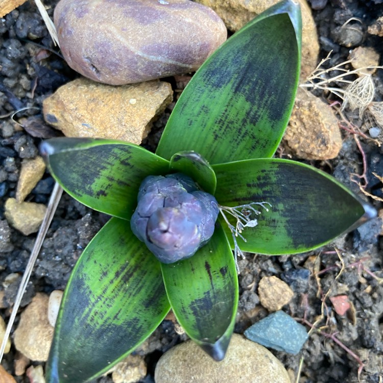 plant image 1562856
