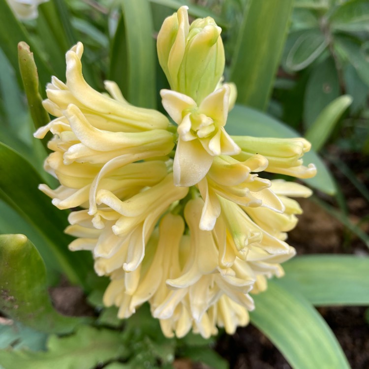 plant image 1569621