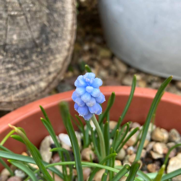 plant image 1571730
