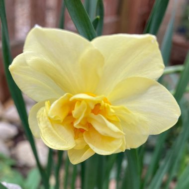 Narcissus 'Yellow Cheerfulness' syn. Narcissus 'Ruth Fox'