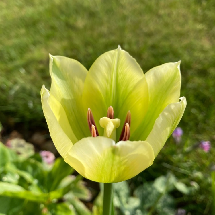 plant image 1576033 plant image 1576033