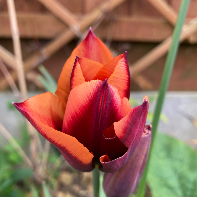 plant image 1577480 plant image 1577480