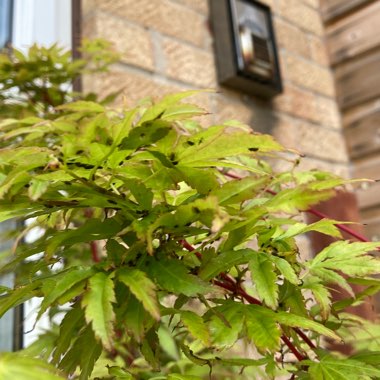Acer palmatum 'Sango-Kaku'