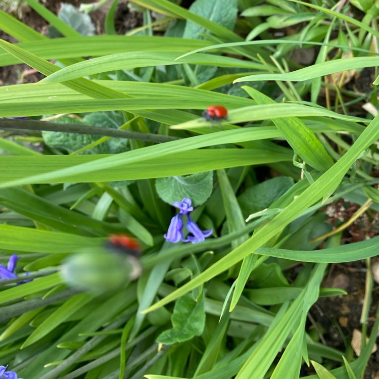 plant image 1581586 plant image 1581586