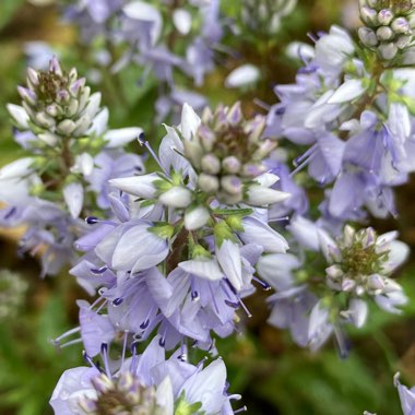 Veronica gentianoides
