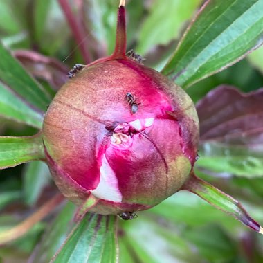 Paeonia lactiflora 'Festiva Maxima'