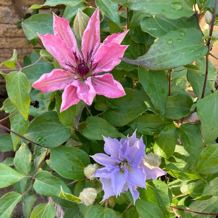 plant image 1593245 plant image 1593245