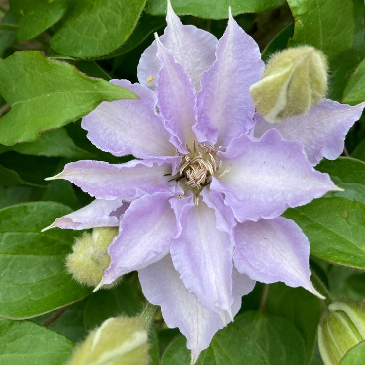 plant image 1594461 plant image 1594461